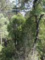 Otway Fly